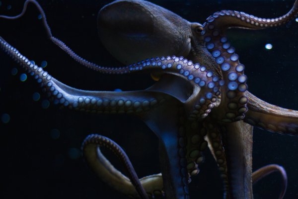 Kraken это современный маркетплейс